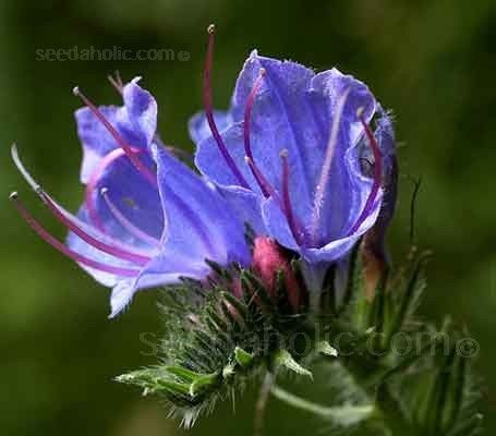 Echium Vulgare 'Vipers Bugloss'