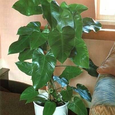 Elephant ear philodendron – Indoor Plants