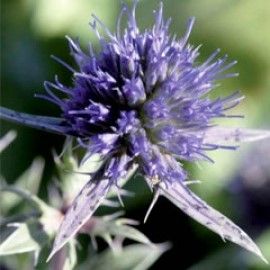 Eryngium Tripartitum