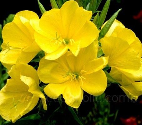 Evening Primrose, Oenothera Biennis
