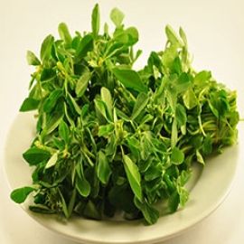 Fenugreek