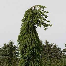 'Frohberg' Norway Spruce