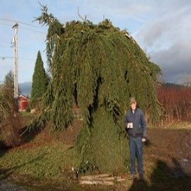 Giant Free Form Weeping Norway Spruce