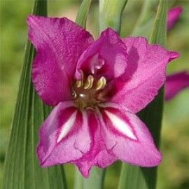 Gladiolus Imbricatus