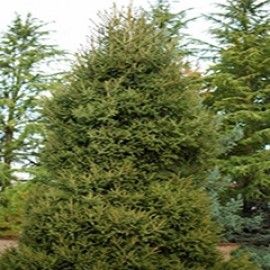'Gracilis' Dwarf Oriental Spruce