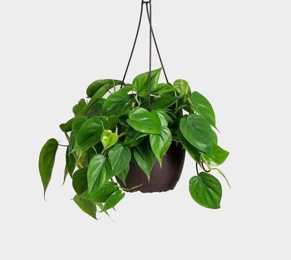 Heart Leaf Philodendron (Philodendron cordatum) – Indoor Plants
