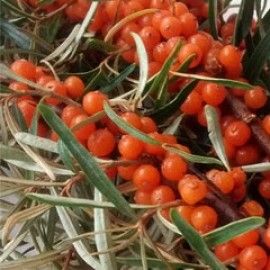 Hippophae Rhamnoides