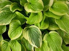 Hosta