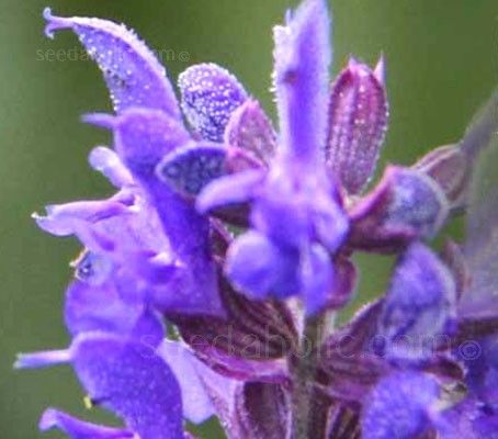 Hyssop, Blue Hyssop, Hyssopus Officinalis