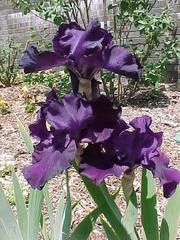 Iris 'Midnight Fragrance'
