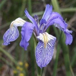 Iris Missouriensis