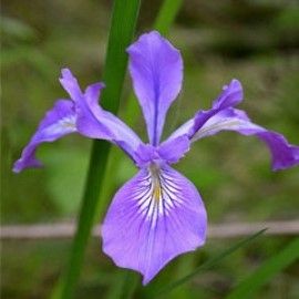 Iris Tenax