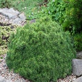 Jana Dwarf Norway Spruce