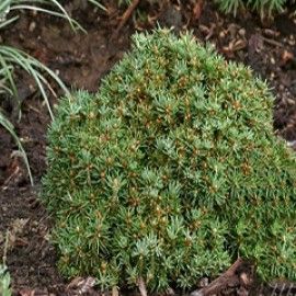 Jessy Dwarf Norway Spruce