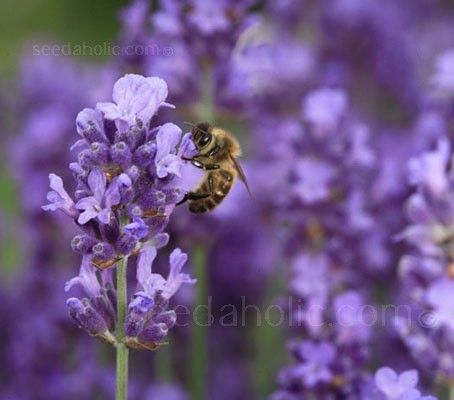 Lavandula Angustifolia 'Lavender Vera'