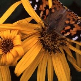 Ligularia Clivorum 'Desdemona'