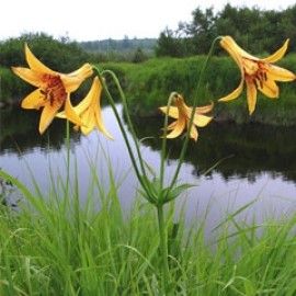 Lilium Canadense