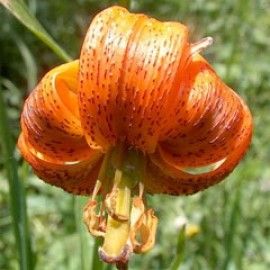 Lilium Carniolicum