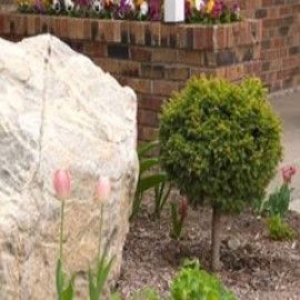 Little Gem Dwarf Norway Spruce