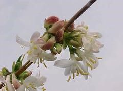 Lonicera Fragrantissima