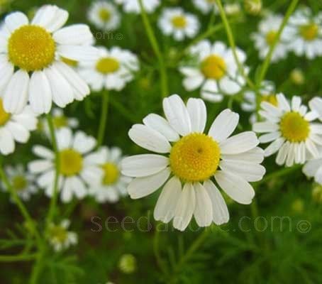 Matricaria Chamomilla, German Chamomile