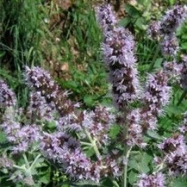 Mentha Longifolia (Buddleia Mint)