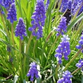 Muscari Armeniacum