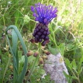 Muscari Comosum