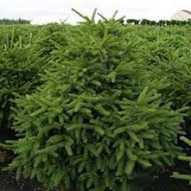 Nigra Compact Oriental Spruce