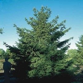 Nodding Oriental Spruce