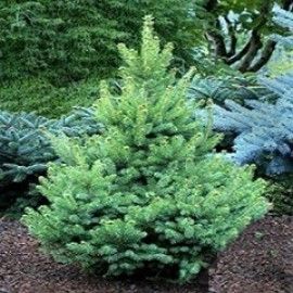 North Star Dwarf White Spruce