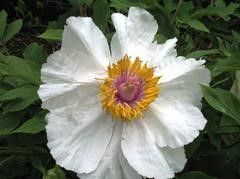 Paeonia Suffruticosa 'Qing Xiang Bai'