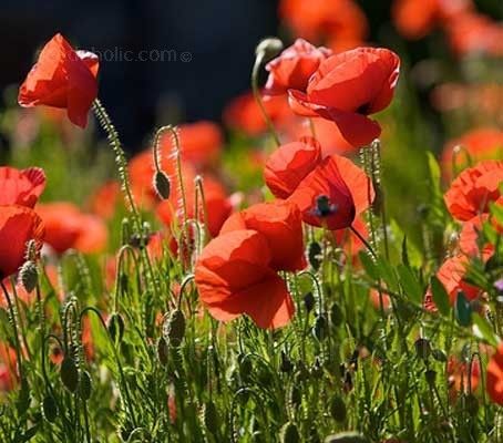 Papaver Rhoeas
