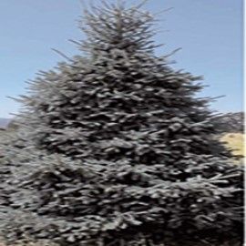 'Paul's Select' Norway Spruce
