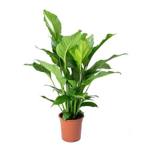 Peace lily | Spathiphyllum wallisii Sweet Lauretta – Indoor Plants