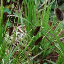 Pennisetum Thunbergii 'Red Buttons'