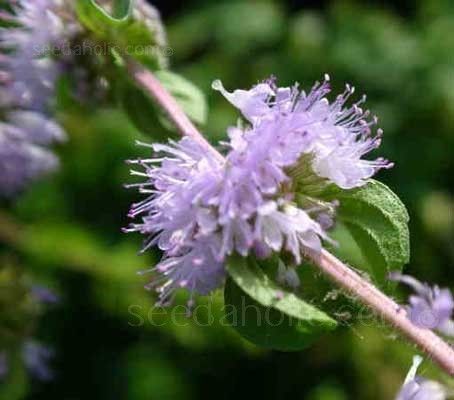 Pennyroyal, Mentha Pulegium