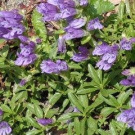 Penstemon Cardwellii