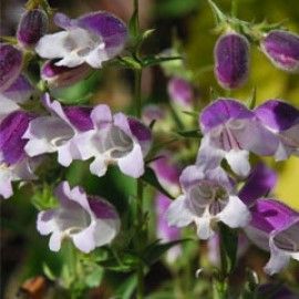 Penstemon 'Lilac Frost'