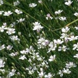 Petrorhagia Saxifraga