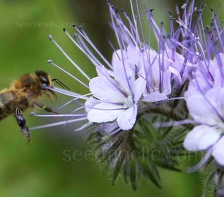 Phacelia Tanacetifolia