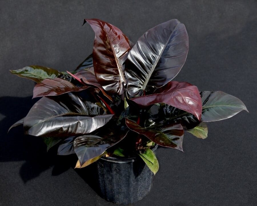 Philodendron Black Cardinal – Indoor Plants