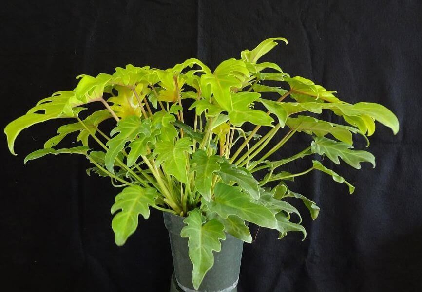 Philodendron Golden Xanadu – Indoor Plants