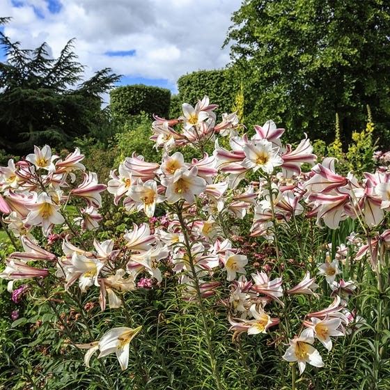 Regale Trumpet Lily Bulbs