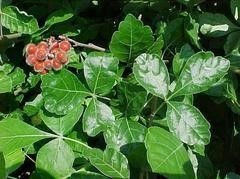 Rhus aromatica 'Gro-Low'