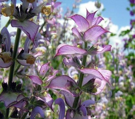 Salvia Sclarea Var. Turkestanica, Clary Sage