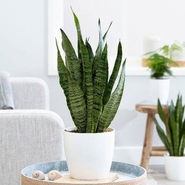 Sansevieria zeylanica (Snake Plant) – Indoor Plants