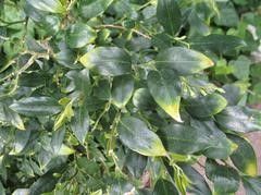 Sarcococca Ruscifolia