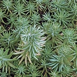 Sedum Rupestre