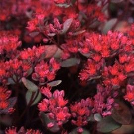 Sedum Xenox Babies